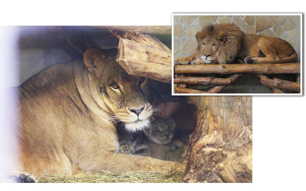Львица Таисия с новорожденными и Адам - добрый папа-лев