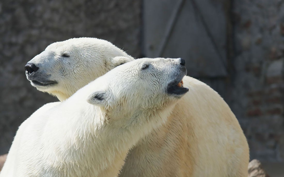 Белые медведи в Ленинградском зоопарке