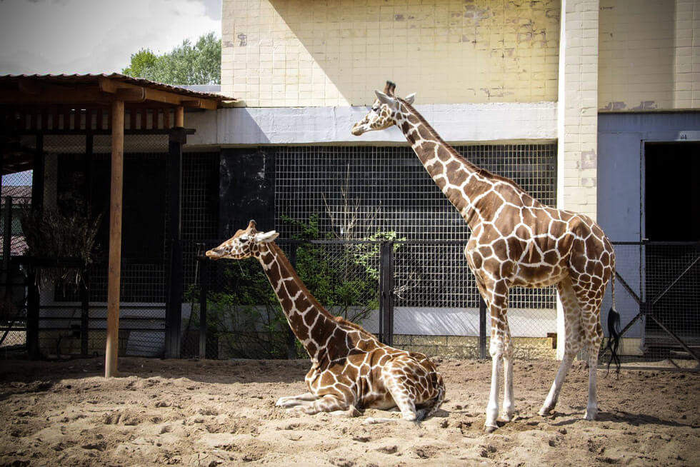 Луга и Соня - жирафы в Ленинградском зоопарке