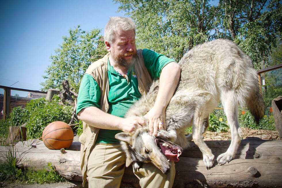 Волк Тень в Ленинградском зоопарке