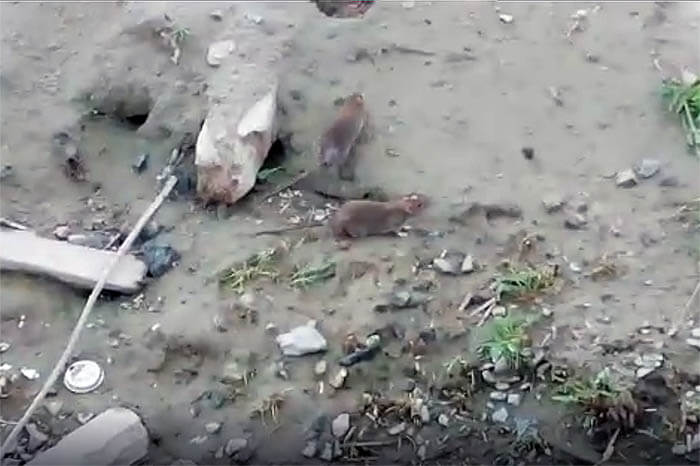 Крысы в Приморском районе